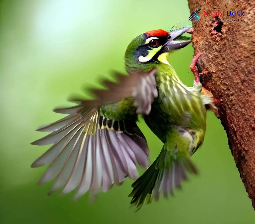 coppersmith-barbet-the-jewel-of-the-canopy-nepal-desk